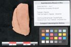 Foto (Objekt + Etikett) von Glyptostrobus europaeus Brongniart (NHMW-GEO-2024-0188-7952)